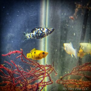 1000159033 Saltwater Mollies – Peaceful, Reef-Safe Algae Eaters