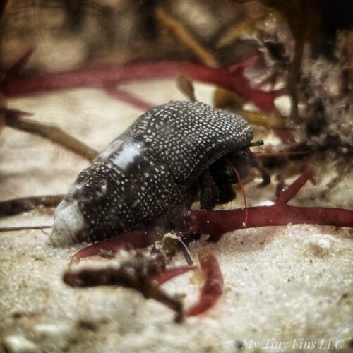 Red Leg Hermit Crabs – 5-Pack – Essential Clean-Up Crew