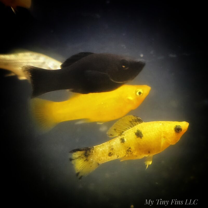 1000159041 Saltwater Mollies – Peaceful, Reef-Safe Algae Eaters