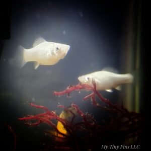 1000159043 Saltwater Mollies – Peaceful, Reef-Safe Algae Eaters