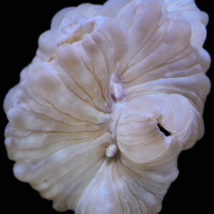 Pink Fox Coral – Rare, Peaceful LPS Showpiece