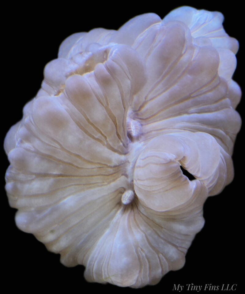 Pink Fox Coral – Rare, Peaceful LPS Showpiece