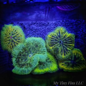 Ultra Mini Carpet Anemone – Compact, Color-Packed Centerpiece