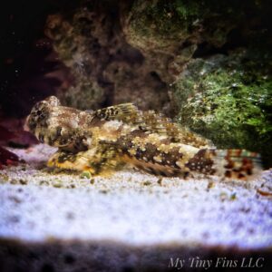 Scooter Blenny – Peaceful, Reef-Safe Character Fish