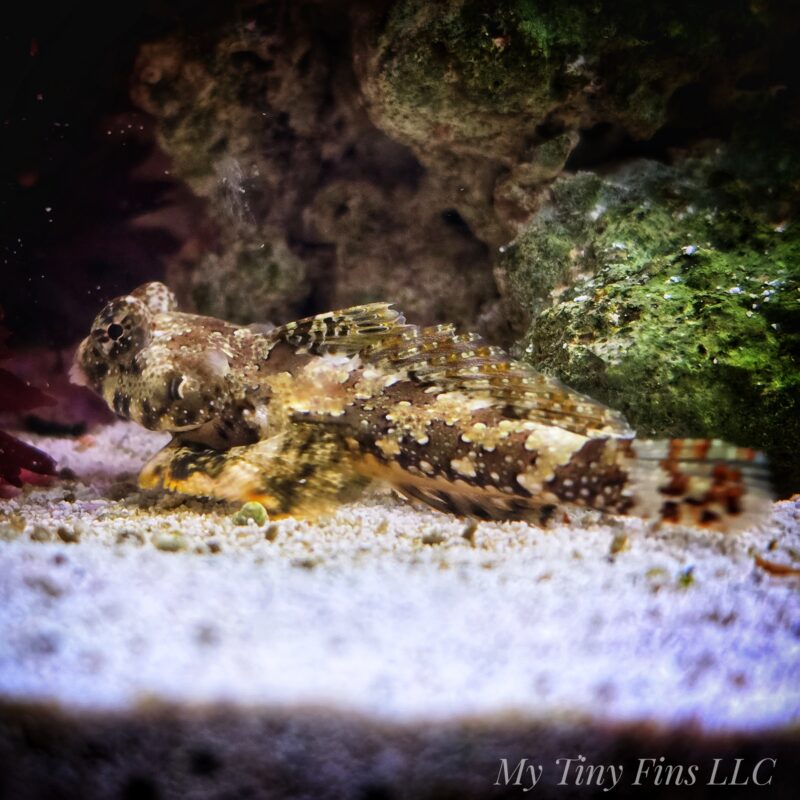 Scooter Blenny – Peaceful, Reef-Safe Character Fish