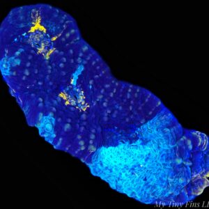 Rainbow Acan Echinata – WYSIWYG LPS Coral Frag (Colorful)