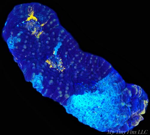 Rainbow Acan Echinata – WYSIWYG LPS Coral Frag (Colorful)