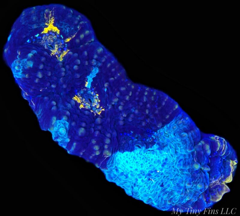 Rainbow Acan Echinata – WYSIWYG LPS Coral Frag (Colorful)