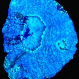 1000169156 Acan Echinata – WYSIWYG LPS Coral Frag