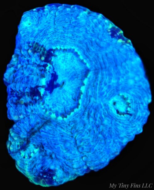 Acan Echinata – WYSIWYG LPS Coral Frag