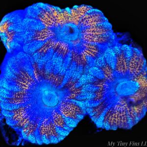 1000169160 Ultra Acan Lord WYSIWYG