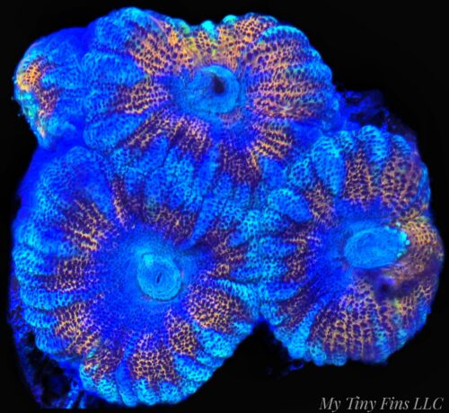 Ultra Acan Lord WYSIWYG