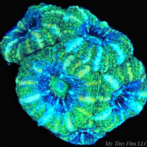 1000169163 Ultra Acan Lord – WYSIWYG LPS Coral Frag