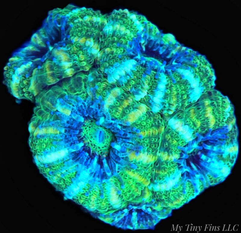 1000169163 Ultra Acan Lord – WYSIWYG LPS Coral Frag