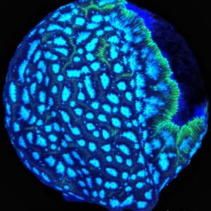 Frankenstein Leptoseris – WYSIWYG SPS Coral Frag (Encrusting)