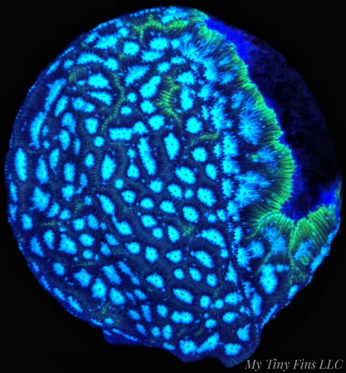 Frankenstein Leptoseris – WYSIWYG SPS Coral Frag (Encrusting)