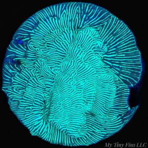 1000169168 Neon Green Leptoseris – WYSIWYG SPS Coral Frag (Encrusting)