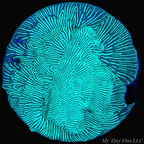 Neon Green Leptoseris – WYSIWYG SPS Coral Frag (Encrusting)