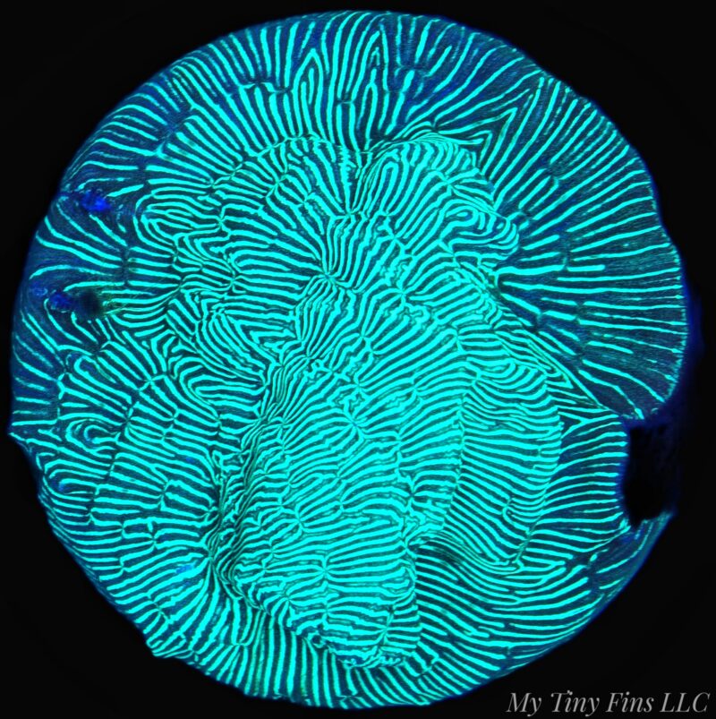1000169168 Neon Green Leptoseris – WYSIWYG SPS Coral Frag (Encrusting)