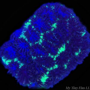 Purple Leptastrea - WYSIWYG