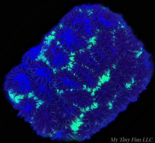 Purple Leptastrea - WYSIWYG