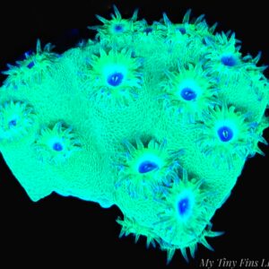 Turbinaria Scroll Coral – Unique Textured LPS Frag