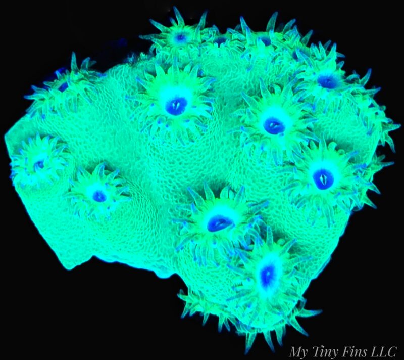 Turbinaria Scroll Coral – Unique Textured LPS Frag