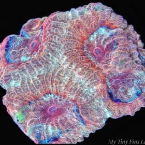 Hi-C Favia – WYSIWYG LPS Coral Frag (Rare Bright Orange & Yellow)