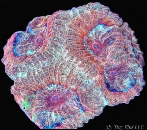 1000169183 Hi-C Favia – WYSIWYG LPS Coral Frag (Rare Bright Orange & Yellow)