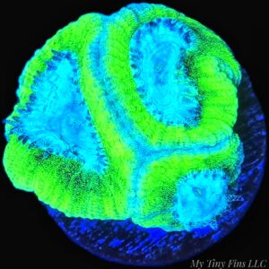 Teal Favites – WYSIWYG LPS Coral Frag