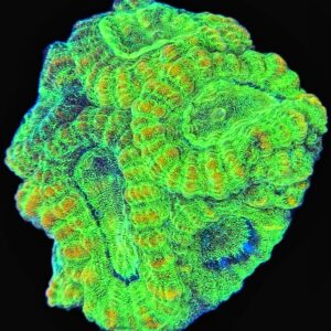 Neon Favia - WYSIWYG