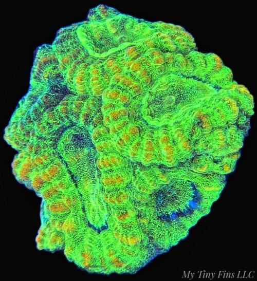 Neon Favia - WYSIWYG