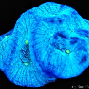 Blue Favites - WYSIWYG