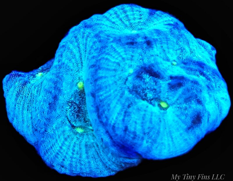 Blue Favites - WYSIWYG