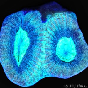 Blue Prism Favia - WYSIWYG