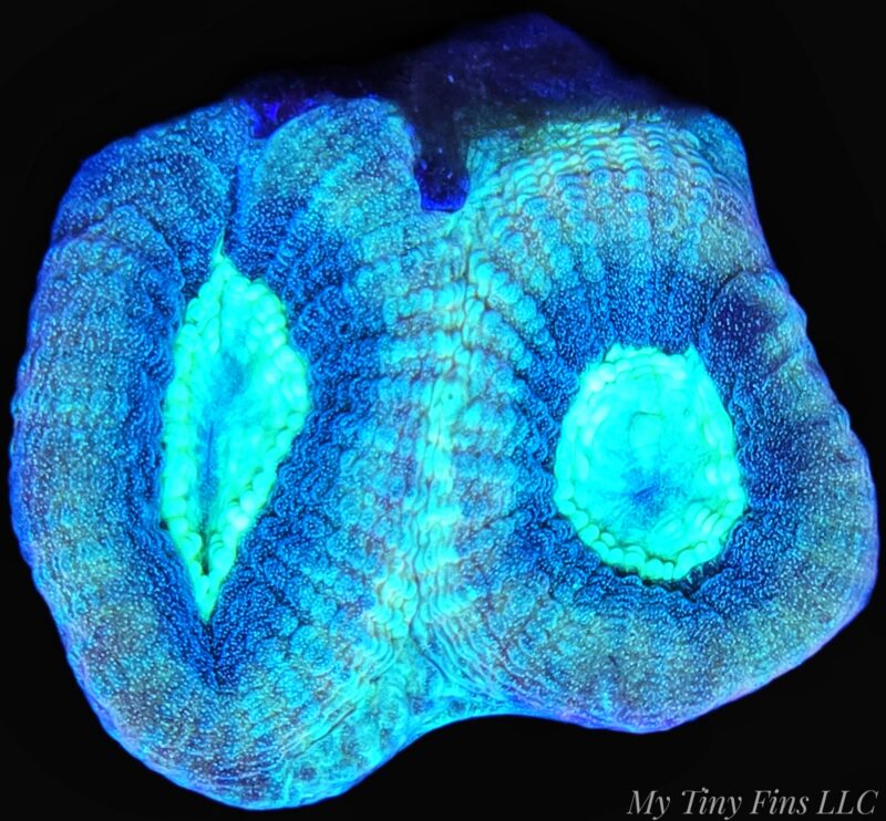 Blue Prism Favia - WYSIWYG