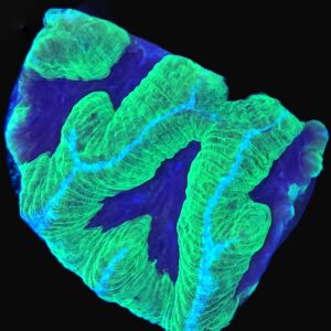 Joker Maze Brain Coral - WYSIWYG