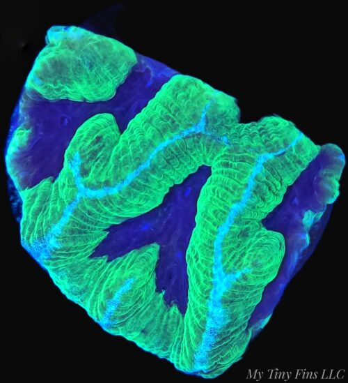 Joker Maze Brain Coral - WYSIWYG
