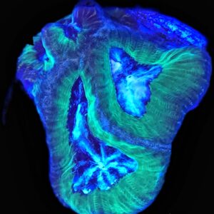 Joker Platygyra - LPS Coral - WYSIWYG