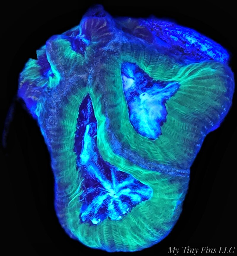 Joker Platygyra - LPS Coral - WYSIWYG