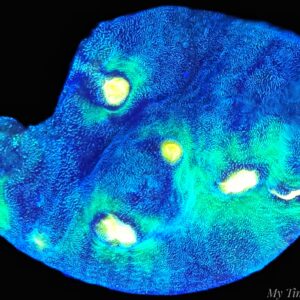 Raja Rampage – WYSIWYG LPS Coral Frag (Colorful)