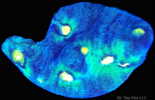 1000169193 Raja Rampage – WYSIWYG LPS Coral Frag (Colorful)