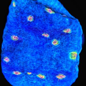 Miami Hurricane Chalice - WYSIWYG