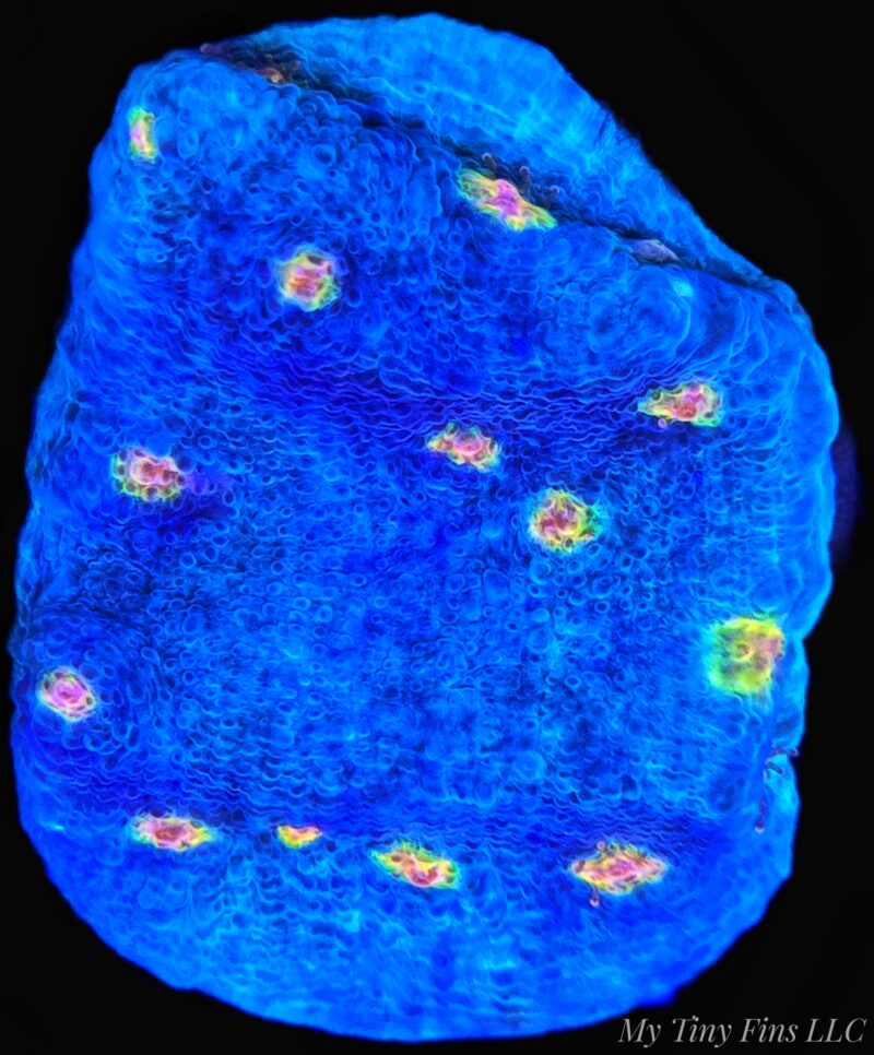 Miami Hurricane Chalice - WYSIWYG