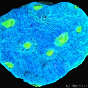 1000169195 Alien Eye Chalice – WYSIWYG LPS Coral Frag