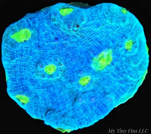 Alien Eye Chalice – WYSIWYG LPS Coral Frag