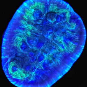 1000169196 Limelight Chalice Coral (Echinophyllia sp.) – LPS Coral Frag