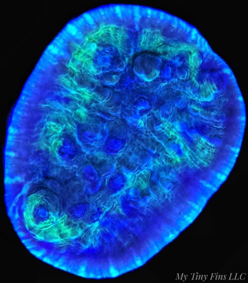 Limelight Chalice Coral (Echinophyllia sp.) – LPS Coral Frag