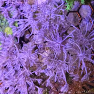 Pom Pom Pulsing Xenia – Fast-Growing & Beginner Friendly