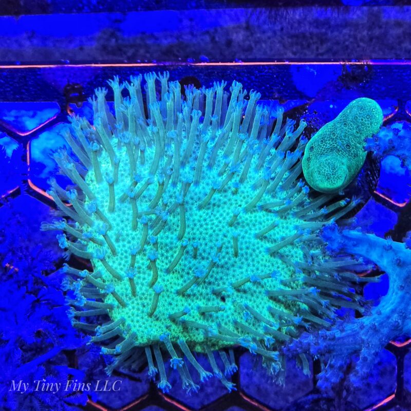 1000180618 Neon Green Devil's Hand Leather Coral Frag